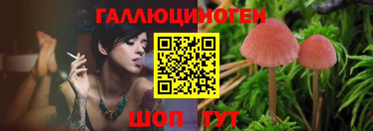 где купить наркоту  Псилоцибиновые грибы MAGIC MUSHROOMS  Гай  Вход с VPN  Галлюциногенные грибы GOLDEN TEACHER 